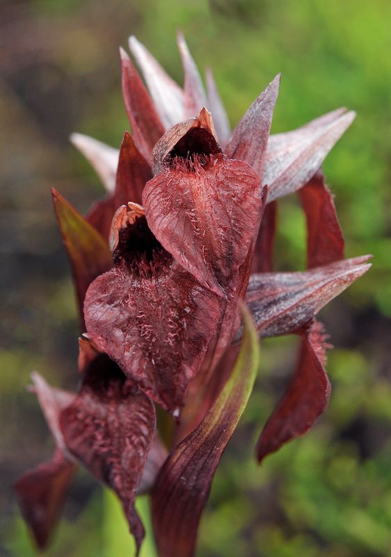 Serapias cordigera. Close-up.2.jpg