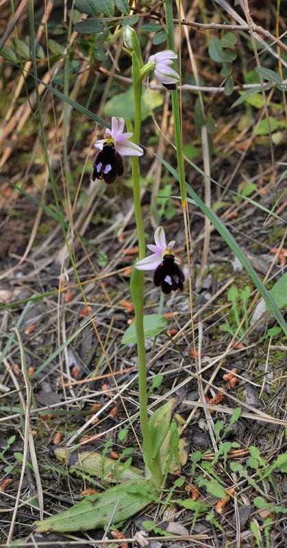 Ophrys balearica.1.jpg