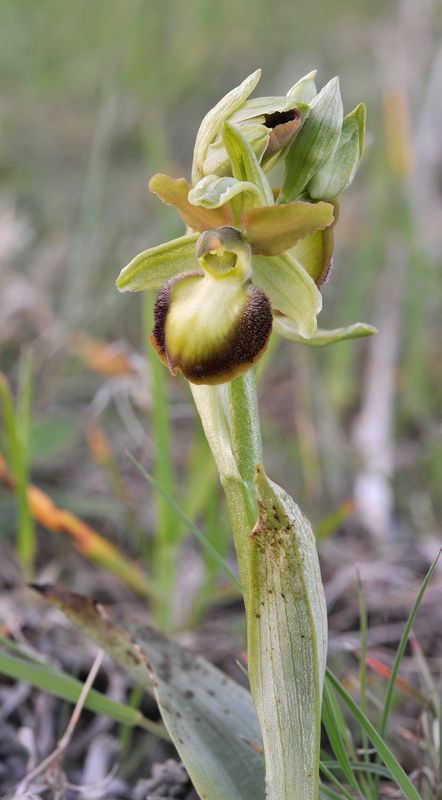 Ophrys sphegodes mutant. Closer.jpg