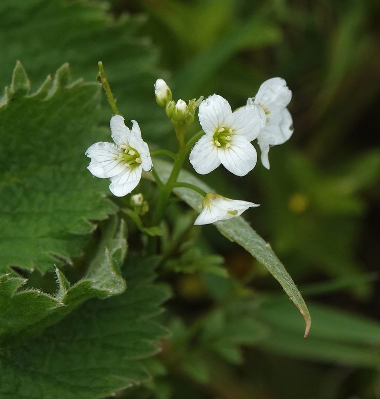 Cardamine caldeirarum. Close-up.2.jpg