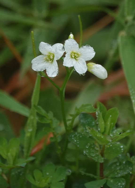 Cardamine caldeirarum. Close-up.jpg