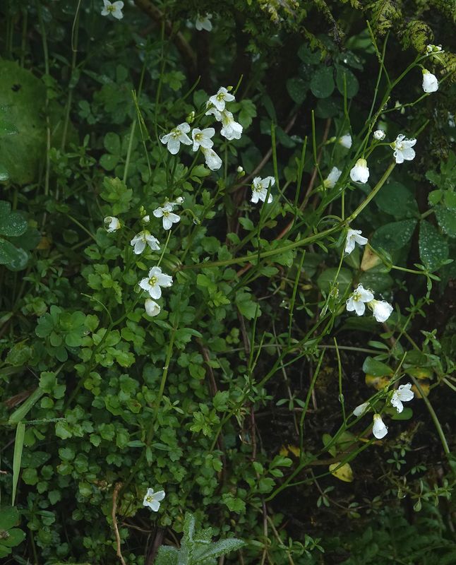 Cardamine caldeirarum.2.jpg
