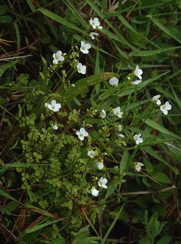 Cardamine caldeirarum.3.jpg