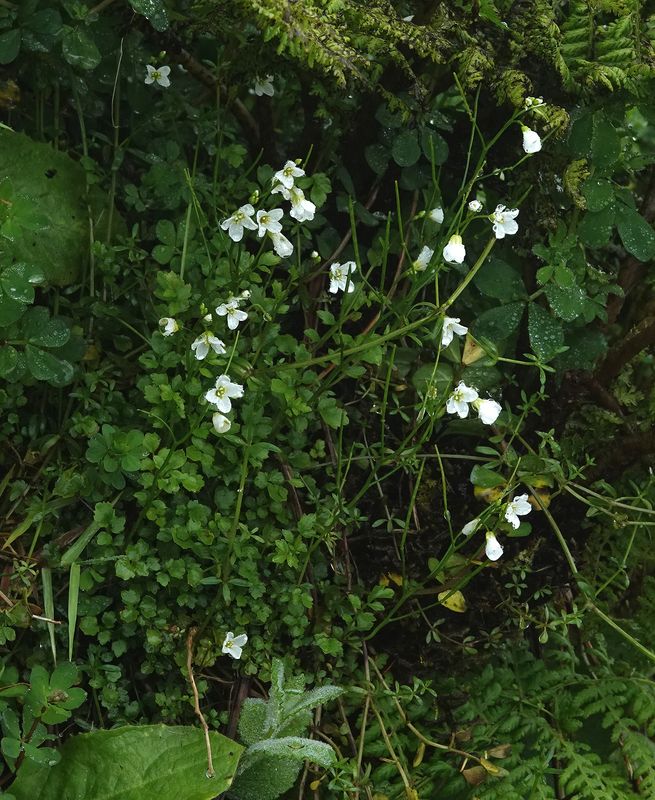 Cardamine caldeirarum.jpg