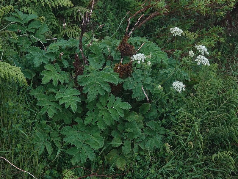 Chaerophyllum azoricum.2.jpg