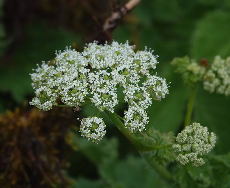 Chaerophyllum azoricum.Close-up.2.jpg