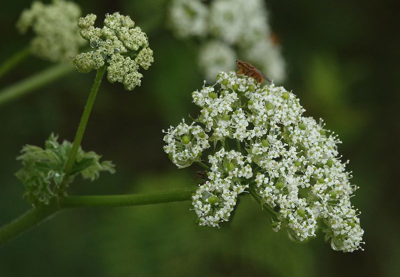 Chaerophyllum azoricum.Close-up.jpg