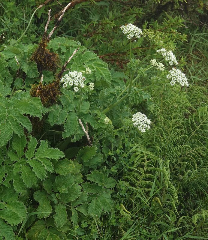 Chaerophyllum azoricum.jpg