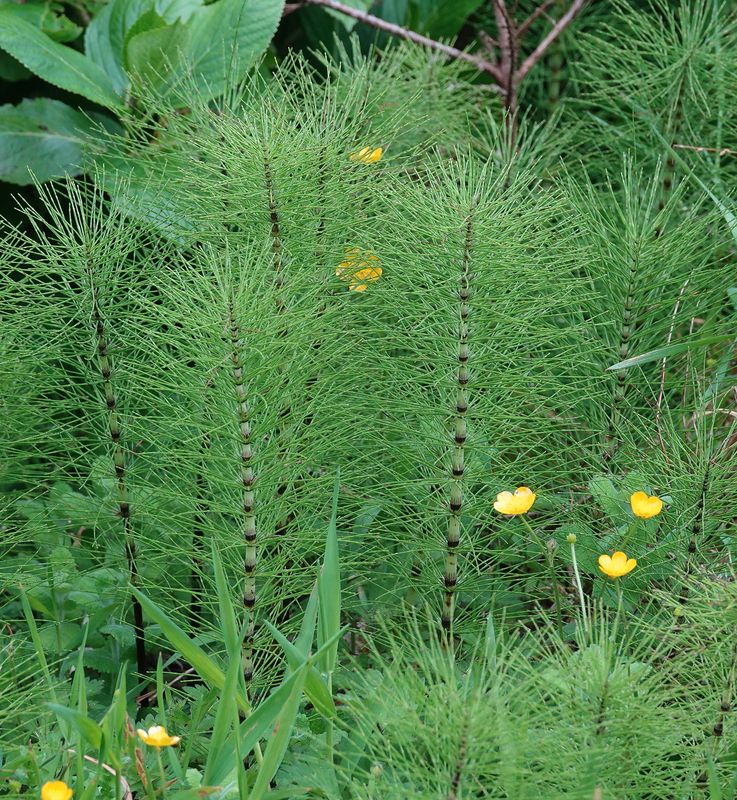 Equisetum telmateia.3.jpg