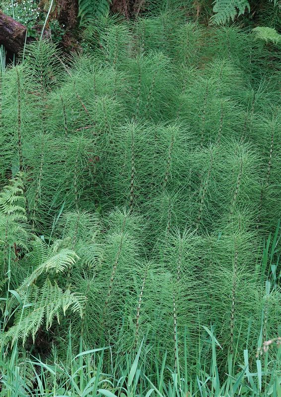 Equisetum telmateia.jpg