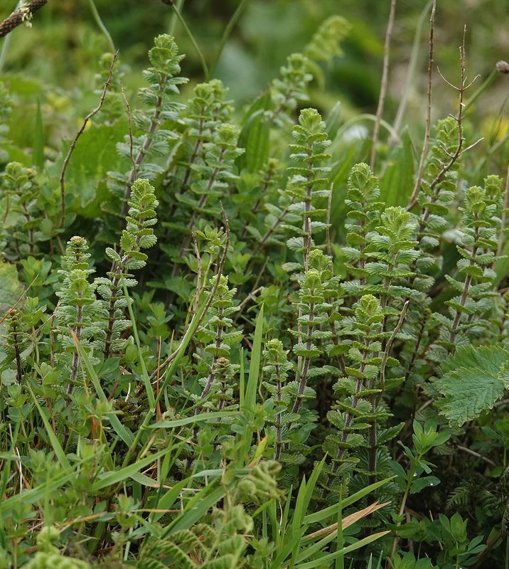 Euphrasia grandiflora.2.jpg