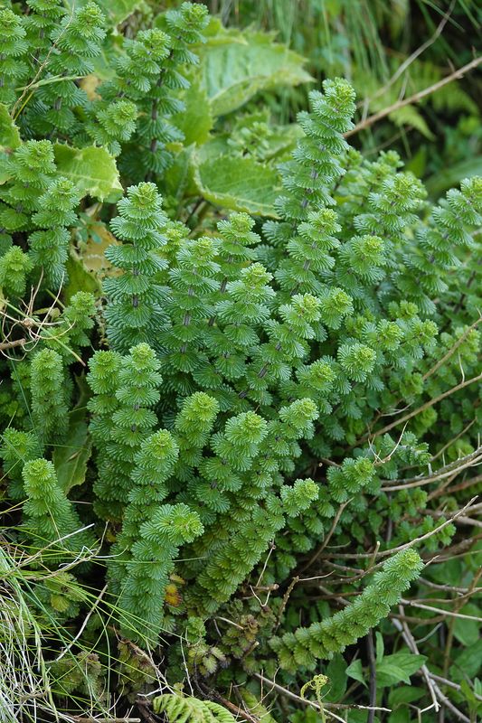 Euphrasia grandiflora.3.jpg