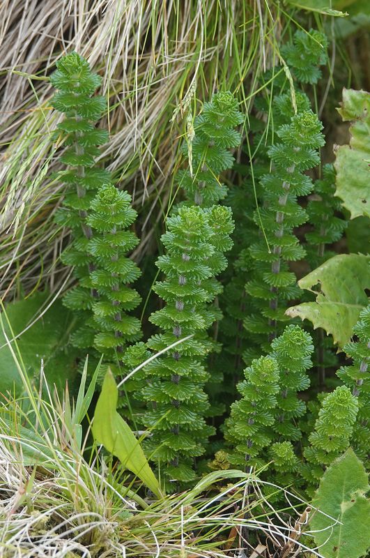 Euphrasia grandiflora.6.jpg