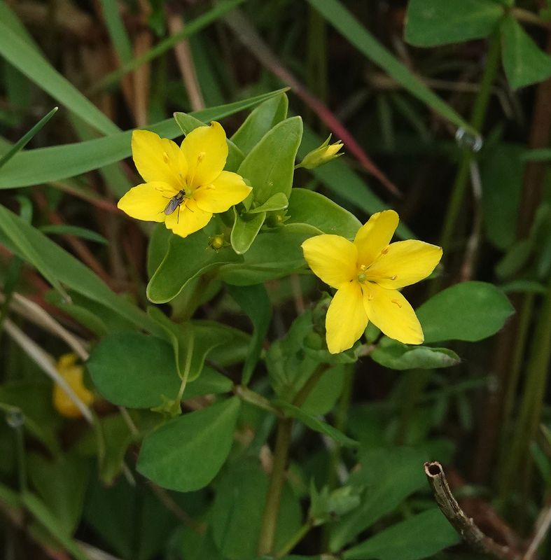 Lysimachia azorica.jpg