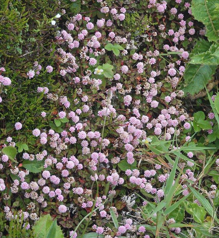 Persicaria capitata.jpg