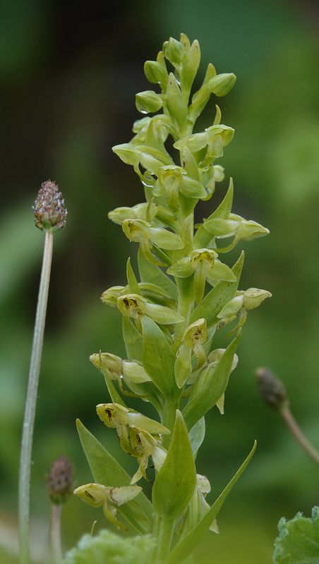 Platanthera azorica. Closer.5.jpg