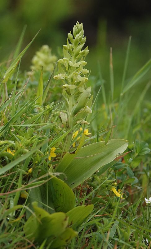 Platanthera azorica.6.jpg