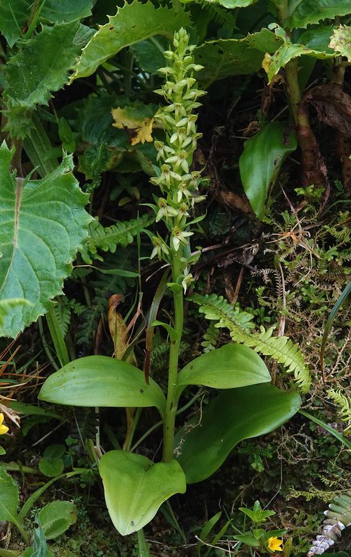 Platanthera azorica.9.jpg