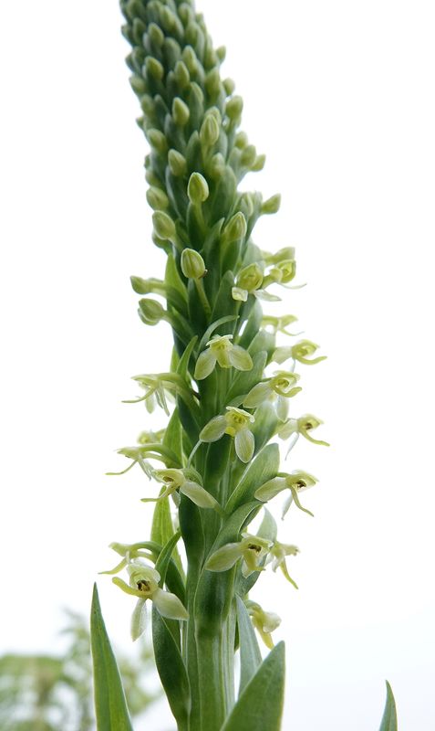 Platanthera micrantha. Closer.3.jpg