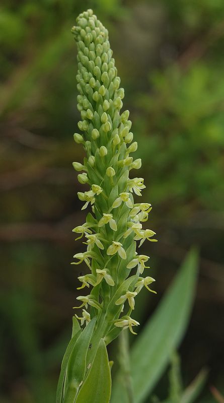 Platanthera micrantha. Closer.jpg
