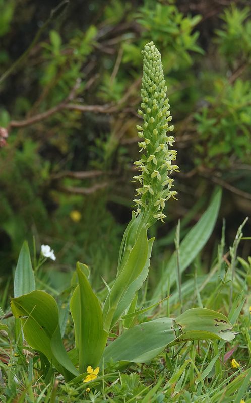 Platanthera micrantha.2.jpg