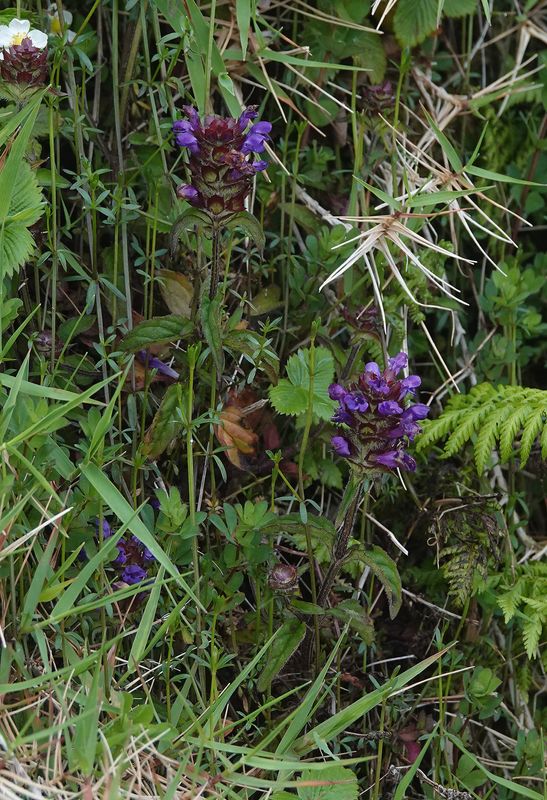 Prunella vulgaris.jpg