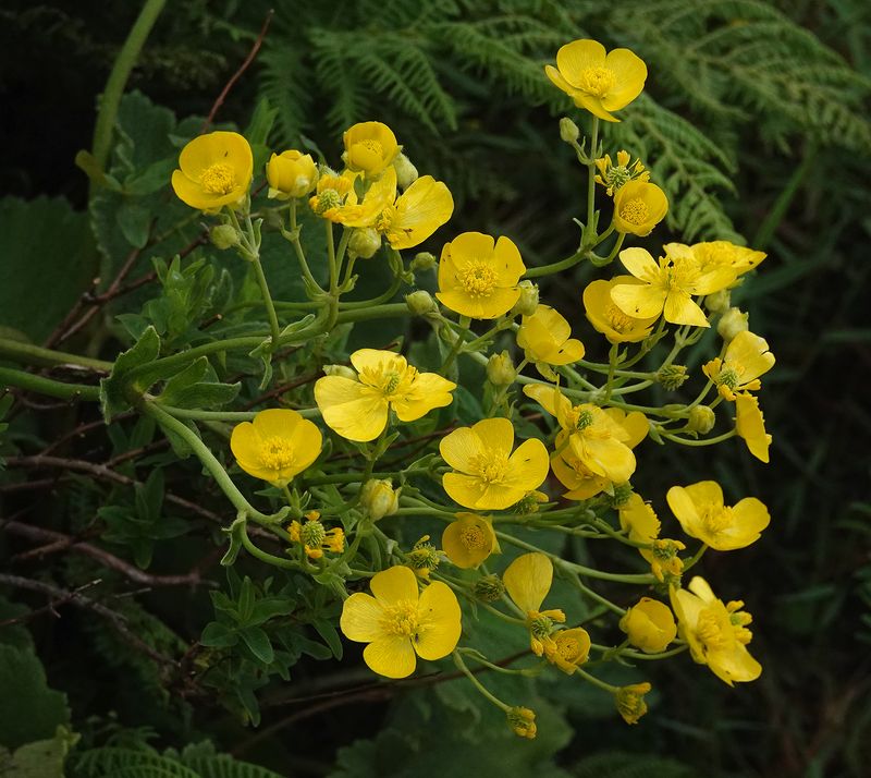 Ranuculus cortusifolius. Closer.jpg