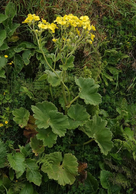 Ranuculus cortusifolius.2.jpg