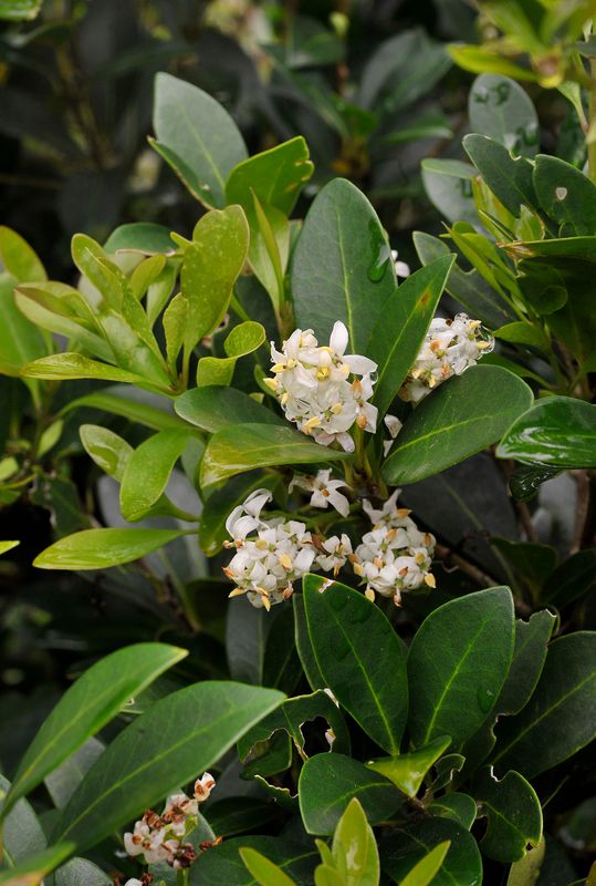 Picconia azorica. Closer.4.jpg