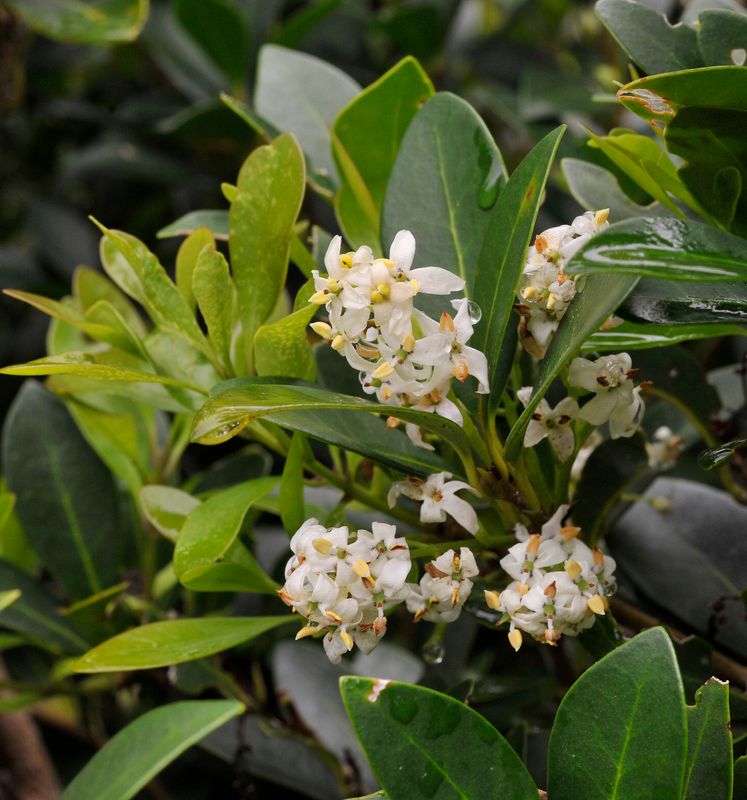 Picconia azorica. Closer.5.jpg