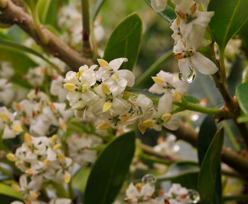 Picconia azorica. Close-up.2.jpg