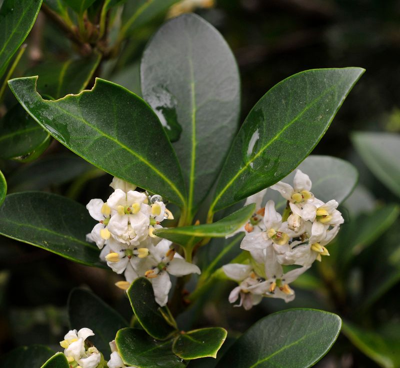 Picconia azorica. Close-up.jpg