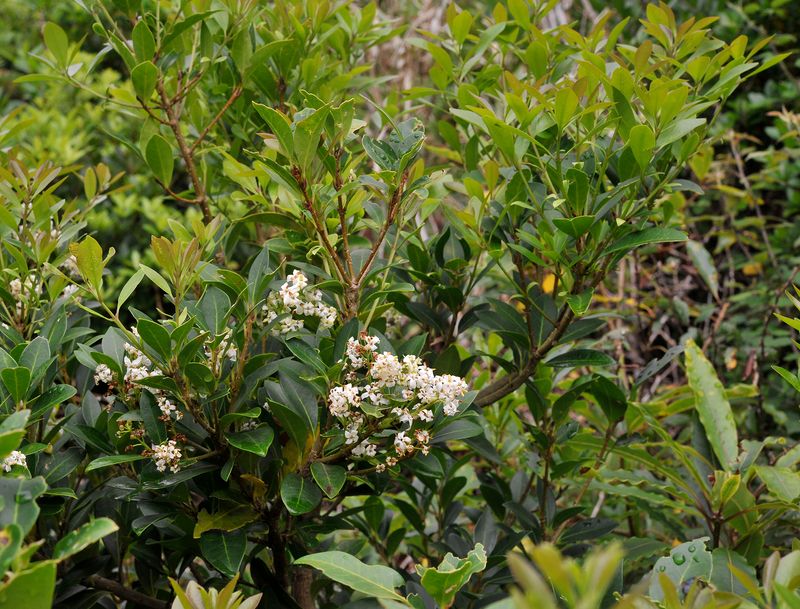 Picconia azorica.jpg