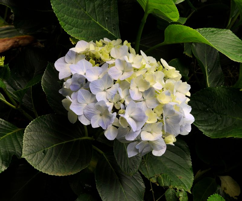 Hydrangea macrophylla.jpg