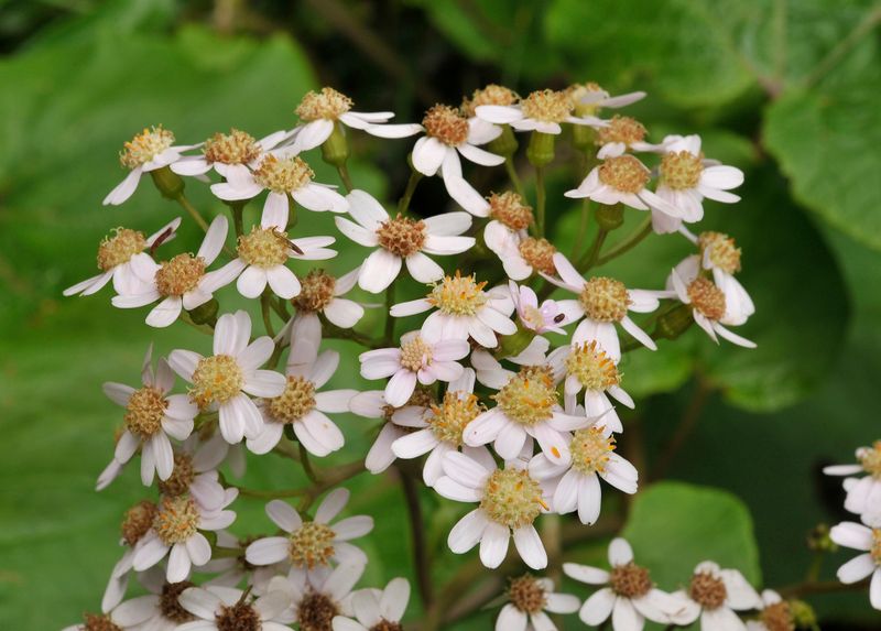 Pericallis malvifolia Closer.jpg