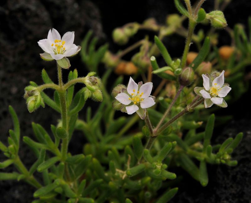 Spergularia azorica. Closer.jpg