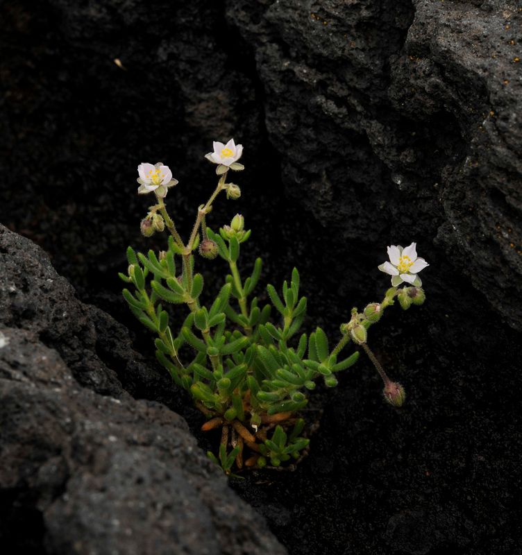 Spergularia azorica.jpg