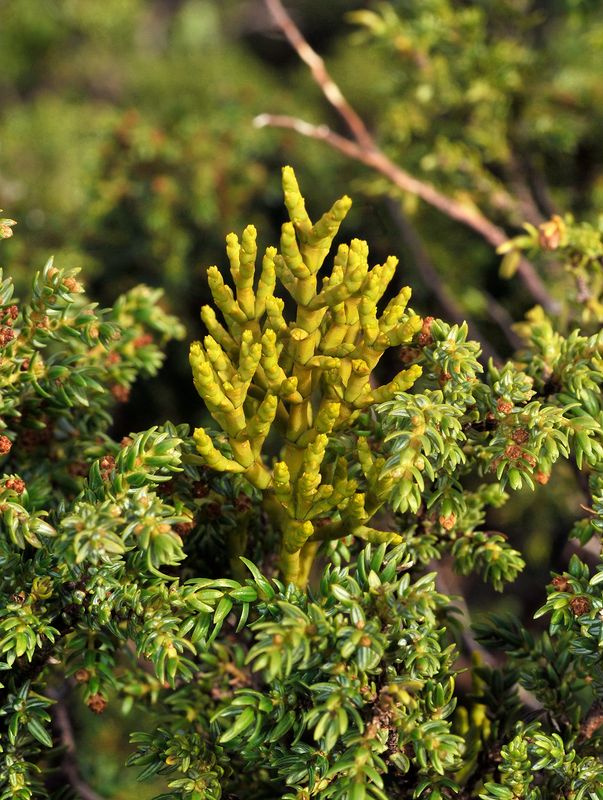 Arceuthobium azoricum.3.jpg