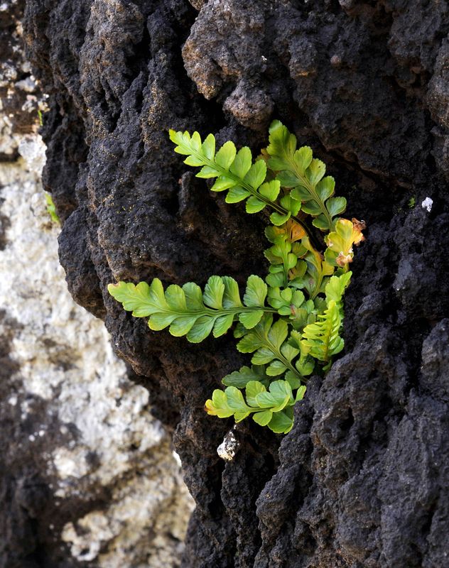 Asplenium marinum.3.jpg