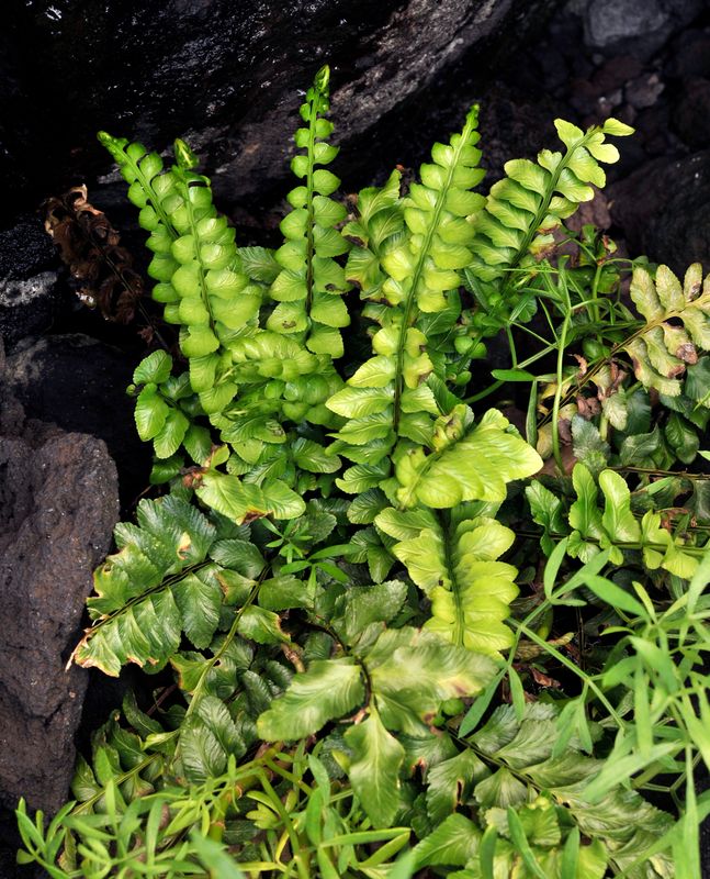 Asplenium marinum.jpg
