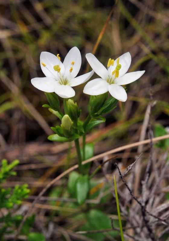 Centaurium scilloides. Closer.jpg
