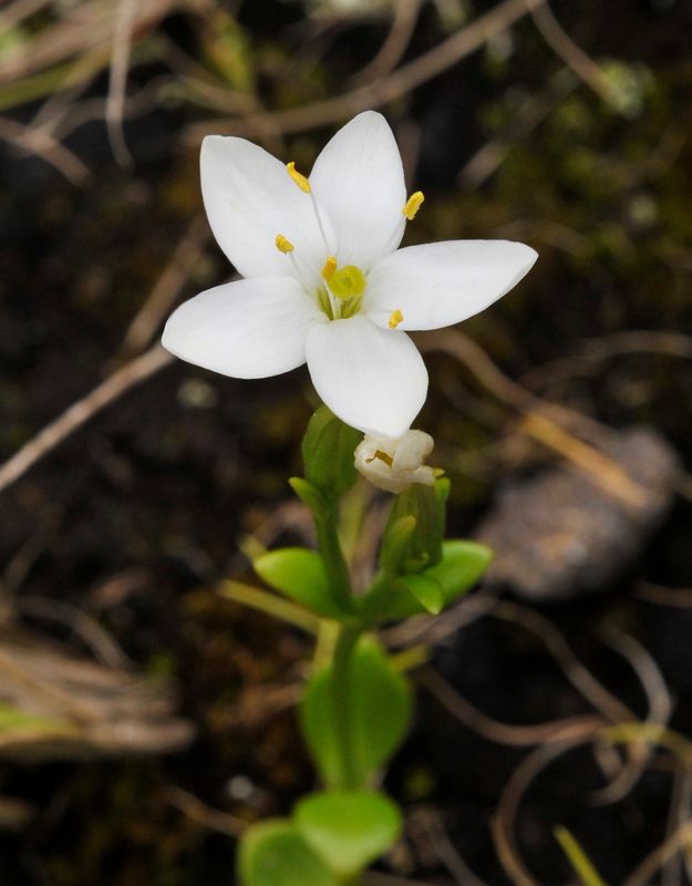 Centaurium scilloides. Close-up.jpg