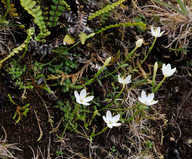 Centaurium scilloides. Type 2.jpg