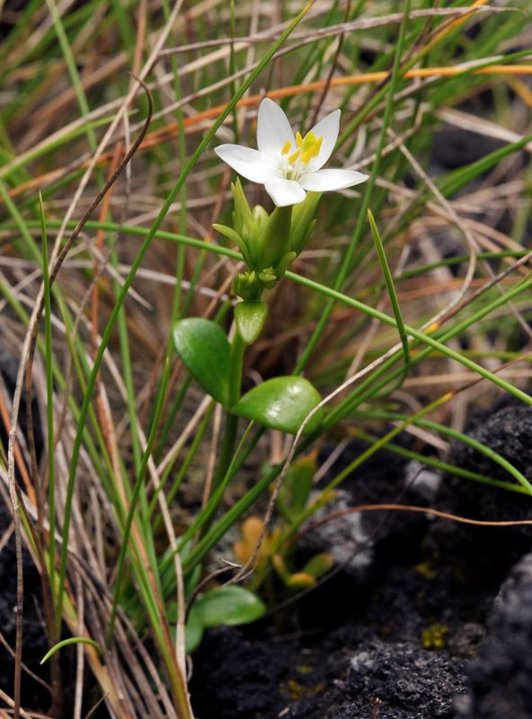 Centaurium scilloides.2.jpg