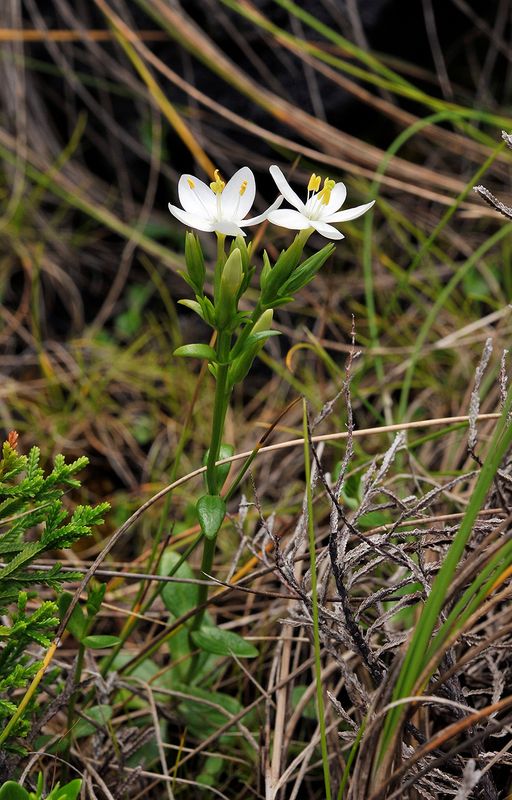 Centaurium scilloides.4.jpg