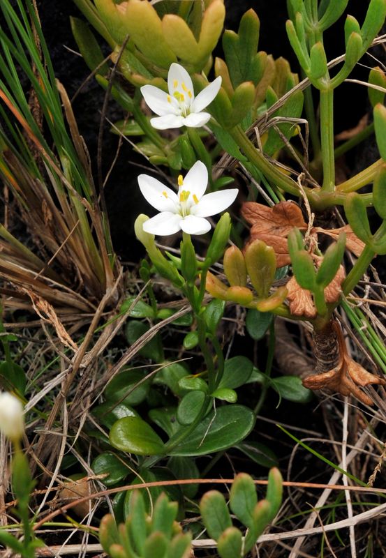 Centaurium scilloides.5.jpg