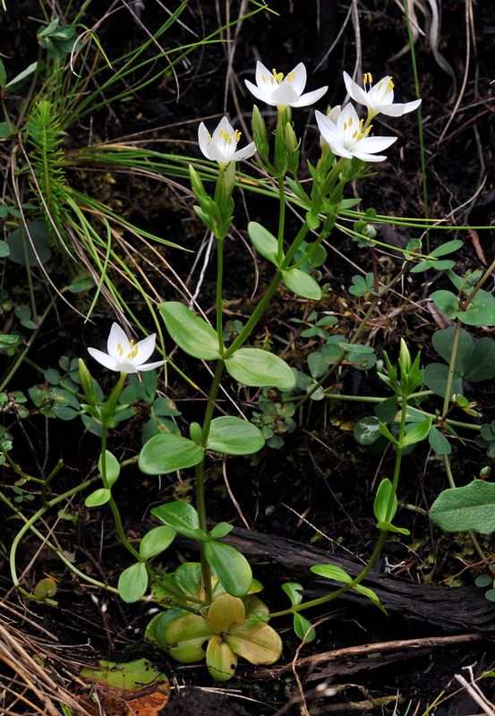 Centaurium scilloides.7.jpg