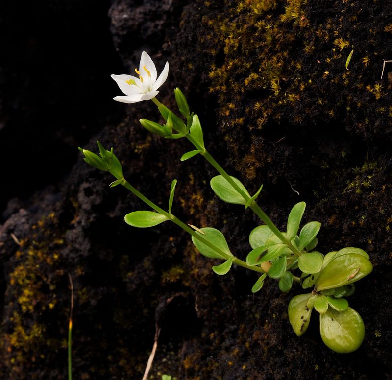 Centaurium scilloides.8.jpg