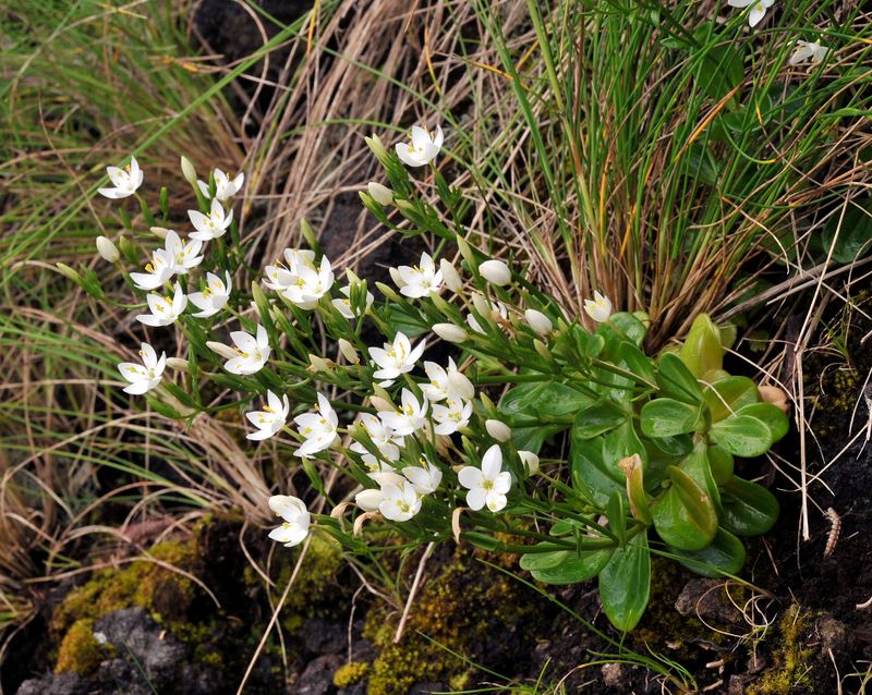 Centaurium scilloides.10.jpg