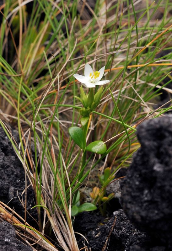 Centaurium scilloides.jpg